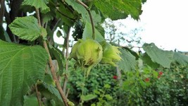 Corylus avellana | Common Hazelnut | 5 Seeds - £15.35 GBP