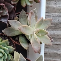 Succulent Plant, Graptosedum California Sunset, 2 inch live succulents image 5