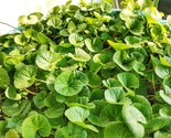FMG Centella Asiatica Syn Hydrocotyle Gotu Kola Fast Growing - $16.08