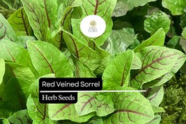250 Seeds Red Veined Sorrel (Rumex sanguineus) – Striking Culinary Herb ... - $7.19