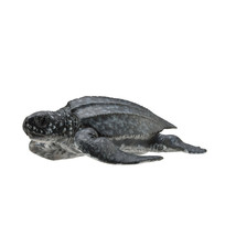 CollectA Leatherback Sea Turtle Figure (Medium) - £15.39 GBP