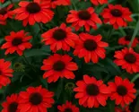 50 Red Salsa Coneflower Seeds: Echinacea Perennial Flowers - $19.11