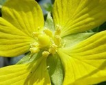 1000 Yellow Seedbox Water Primrose Rattlebox Ludwigia Alternifolia Flowe... - £10.22 GBP