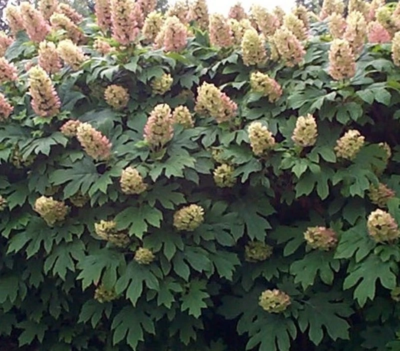 Hydrangea quercifolia OAKLEAF HYDRANGEA Seeds! - $11.97