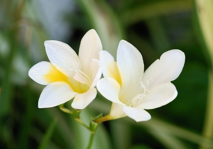 200 Seeds Freesia Item image 4