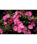 William Baffin Climbing Rose 3-4&quot; Starter Plant Trimmed/Possibly No Leaves  - £10.13 GBP