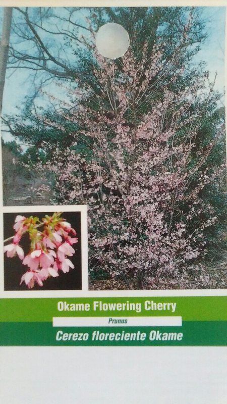 Okame Flowering Cherry Tree 4-6 FT Garden Plants Landscape Trees Plant Flower - $140.60