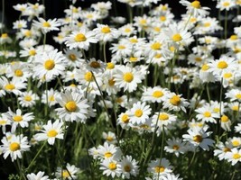 100 Snowy Marguerite Daisy &#39;Snow Carpet&#39; Seed Anthemis Cretica &#39;Karpaten... - $10.95