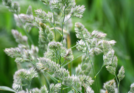 VP Quickdraw Orchardgrass Dactylis Glomerata Sun Shade Bunchgrass 3000 Seeds - £3.83 GBP