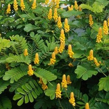 Candlestick Cassia Plant (Senna Alata) Seeds Garden - $15.82