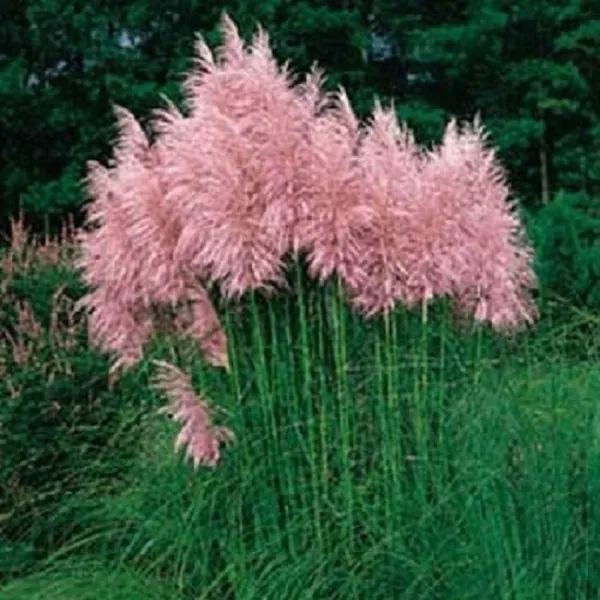 Pampas Grass Pink 500 Seeds Cortaderia Seeds - £9.80 GBP