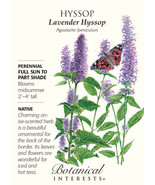 Hyssop Lavender Seeds 250 Mg Fresh Garden - $5.42