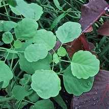 New Papalo Porophyllum Ruderale Seeds Fresh USA Garden - £9.66 GBP