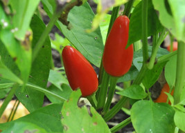 New Fresh 25 Seeds Purira Chile Pepper Garden Vegetables Planting - $7.00
