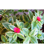 Variegated Baby Sun Rose - Heart Leaf Succulent - Ice Plant -Aptenia Cor... - $7.53 CAD
