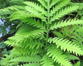 1000 Sensitive Fern Onoclea Sensibilis Aka Bead Or Sympathy Fern Spores Seeds Fr - $14.45