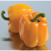 Best SELLER USA 10 Seeds Sweet Sunrise Organic Sweet Bell Pepper Seeds - $5.60