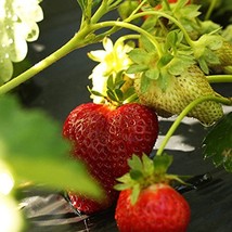 10 Chandler Strawberry Plants - Best southern strawberries, Organic, Junebearing - £15.67 GBP