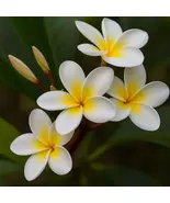 Celadine Plumeria Rooted Plant | Live Tropical Plant, Drought Tolerant - $109.43