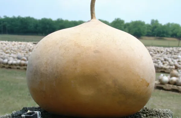 Fresh Gourd Seeds Bushel 5 Ct Giant Vegetable Heirloom Non-Gmo - $8.50