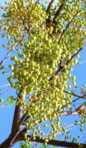 Chinaberry -Melia Azedarach White Cedar Wood Mahogany Lilac Bonsai Tree 15 Seeds - £7.08 GBP
