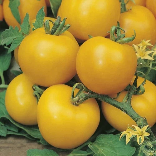 50 Seeds Lollipop Tomato Tomatoe Vegetable Garden Edible Food - $9.63