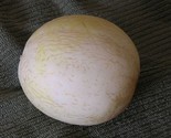 Sprite Melon Fast Growing Sweet Tasting Farm  25+ seeds - $7.26