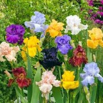 USA Seller 20 Seeds Mixed Color Iris Seeds Fragrant Flower Plant - $9.48