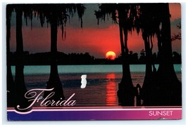 Sunset Cypress Trees Spanish Moss Night Landscape FL Postcard - $5.95