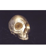 Human Half Skull Statue Hipster Kitsch Bold Bright Gold Color Skeleton B... - $34.28 CAD