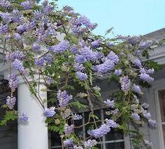 6 Longwood Purple Wisteria Seeds - $10.00