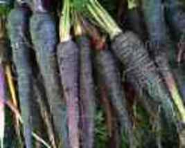 400 Black Nebula Carrot Seeds, NON-GMO, Deep Purple, Antioxidant - £6.49 GBP