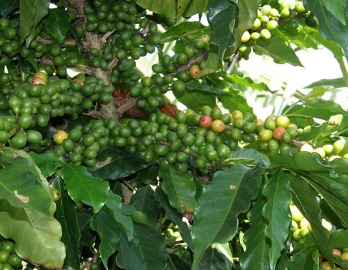 Coffea Arabica Caturra Dwarf Coffee Plant 10 Seeds New Fresh US Shipping - $33.58