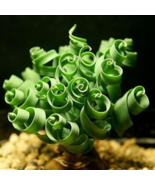 Latifolia Spring Grass Bonsai Albuca Namaquensis Spiral Grass Bonsai - 1... - $6.88