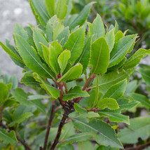 6-10&quot; Tall Live Plant, 3&quot; Pot Bay Leaf Tree Sweet Bay Laurel, Laurus nobilis - £68.50 GBP