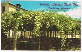 Arizona Postcard Tombstone World&#39;s Largest Rose Tree Lady Banksia Rose Tree Inn - £1.55 GBP