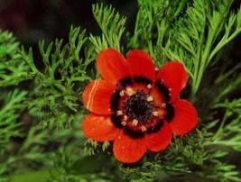 10 Adonis Pheasants Eye Adonis Aestivalis Red &amp; Black Flower Seeds - £5.09 GBP
