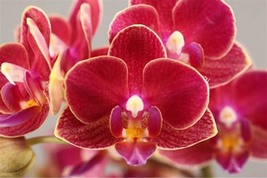Beautiful Red Phalaenopsis Butterfly Orchid, 100 Seeds D - £12.85 GBP