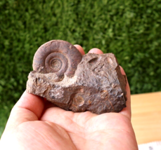 Clymenia Laevigata Ammonite from Devonian period Fossils from Morocco  N35 - $457.57 MXN