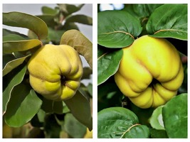 Provence Quince Tree Unusual edible fruit Tree LIVE PLANT - £49.54 GBP