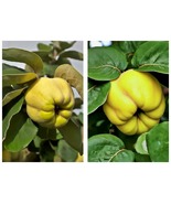 Provence Quince Tree Unusual edible fruit Tree LIVE PLANT - $61.99