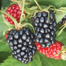 Live Plant Blackberry - &#39;Sweetie Pie&#39; thornless - Rubus fruticosa - £32.24 GBP