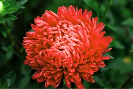 30 Red Duchess Aster Seeds Tall Paeony Self-Seeding Annual Flower - £14.35 GBP