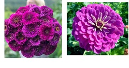 600 Seeds Zinnia PURPLE PRINCE 5&quot; Blooms Butterflies Pollinators Seeds  - £21.38 GBP