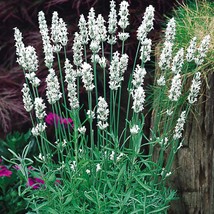 New Snow Lavender Seeds Lavandula Augustifolia Ellegance Snow Ice Fresh Garden U - £8.48 GBP