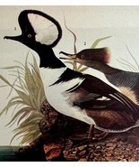Hooded Merganser Bird 1946 Color Art Print John James Audubon Nature DWV2K - €25,83 EUR