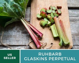 50 Seeds Rhubarb Glaskins Perpetual Seed Rheum rhabarbarum Prolific Harvest - £19.47 GBP