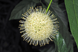 Buttonbush 150 Seeds for Planting | Cephalanthus occidentalis | Native D... - $17.00