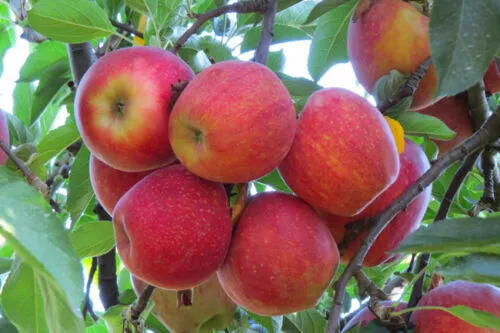 Apple Tree Seeds  Native Fruit 5 Gala Seeds - £8.26 GBP