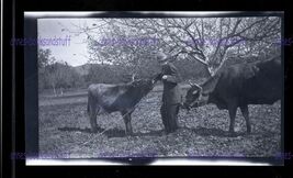 BLACK &amp; WHITE NEGATIVE * Jersey? COW &amp; CALF under trees man trying to pet - $9.95